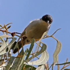 Melithreptus lunatus at Paddys River, ACT - 8 Apr 2019