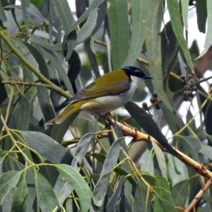 Melithreptus lunatus at Paddys River, ACT - 8 Apr 2019