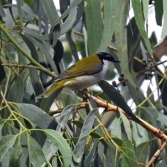 Melithreptus lunatus at Paddys River, ACT - 8 Apr 2019