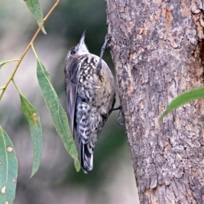 Cormobates leucophaea (White-throated Treecreeper) at Tidbinbilla Nature Reserve - 8 Apr 2019 by RodDeb