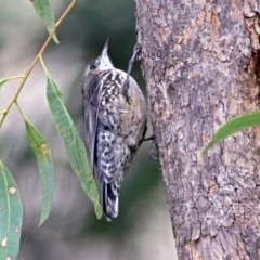 Cormobates leucophaea (White-throated Treecreeper) at Paddys River, ACT - 8 Apr 2019 by RodDeb