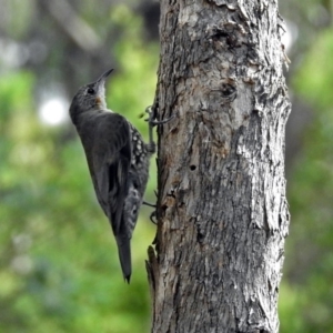 Cormobates leucophaea at Paddys River, ACT - 8 Apr 2019 11:46 AM