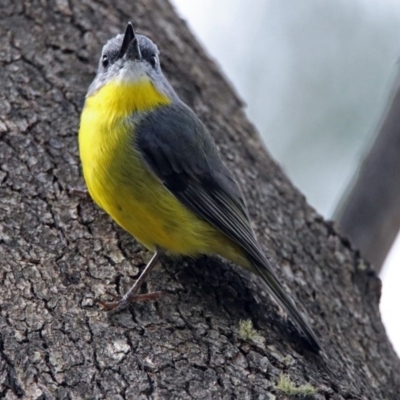 Eopsaltria australis (Eastern Yellow Robin) at Paddys River, ACT - 8 Apr 2019 by RodDeb