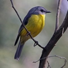 Eopsaltria australis at Paddys River, ACT - 8 Apr 2019