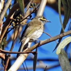 Caligavis chrysops (Yellow-faced Honeyeater) at Tidbinbilla Nature Reserve - 8 Apr 2019 by RodDeb