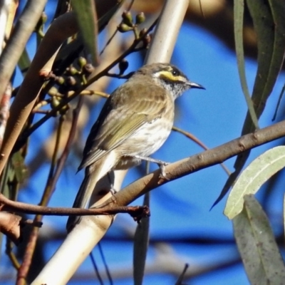 Caligavis chrysops (Yellow-faced Honeyeater) at Paddys River, ACT - 8 Apr 2019 by RodDeb