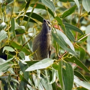 Caligavis chrysops at Paddys River, ACT - 8 Apr 2019