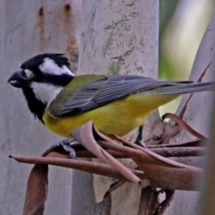 Falcunculus frontatus (Eastern Shrike-tit) at Paddys River, ACT - 8 Apr 2019 by RodDeb