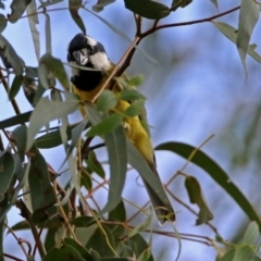 Falcunculus frontatus at Paddys River, ACT - 8 Apr 2019 03:00 PM