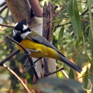 Falcunculus frontatus at Paddys River, ACT - 8 Apr 2019 03:00 PM