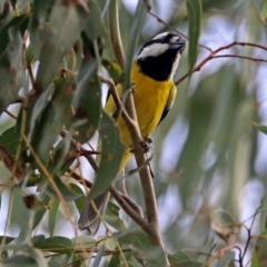 Falcunculus frontatus at Paddys River, ACT - 8 Apr 2019 03:00 PM