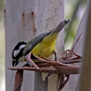 Falcunculus frontatus at Paddys River, ACT - 8 Apr 2019