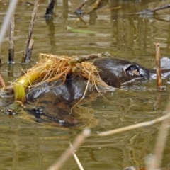 Ornithorhynchus anatinus (Platypus) at Tidbinbilla Nature Reserve - 8 Apr 2019 by RodDeb