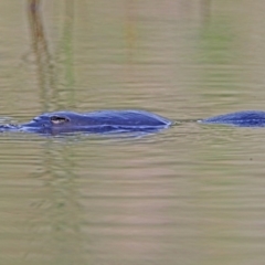 Ornithorhynchus anatinus at Paddys River, ACT - 8 Apr 2019 12:58 PM