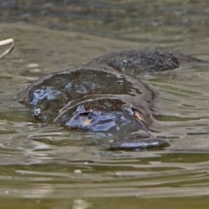 Ornithorhynchus anatinus at Paddys River, ACT - 8 Apr 2019