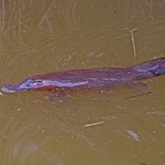 Ornithorhynchus anatinus at Paddys River, ACT - 8 Apr 2019 12:58 PM