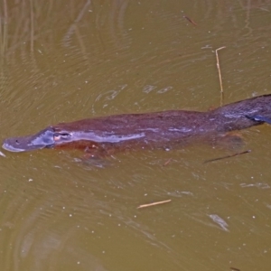 Ornithorhynchus anatinus at Paddys River, ACT - 8 Apr 2019 12:58 PM