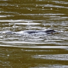 Ornithorhynchus anatinus at Paddys River, ACT - 8 Apr 2019 12:58 PM