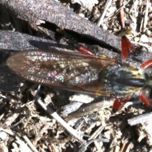 Zosteria sp. (genus) at Majura, ACT - 15 Nov 2018