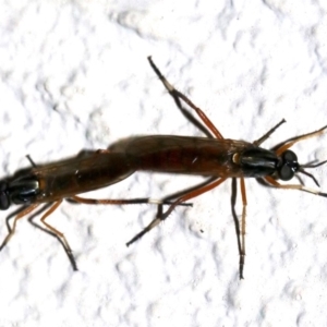 Evansomyia sp. (genus) at Ainslie, ACT - 30 Nov 2018