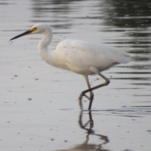 Egretta garzetta at Batemans Bay, NSW - 3 Apr 2019 06:39 PM