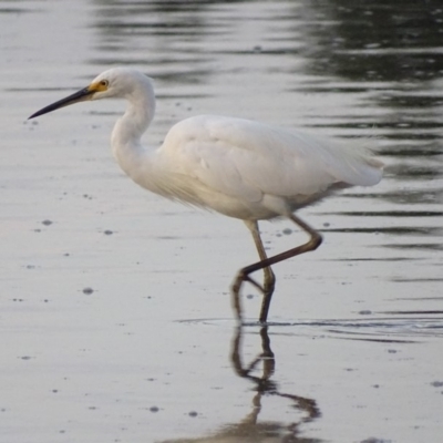 Egretta garzetta (Little Egret) at Batemans Bay, NSW - 3 Apr 2019 by roymcd