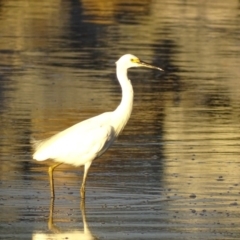 Egretta garzetta at Batemans Bay, NSW - 3 Apr 2019 06:39 PM