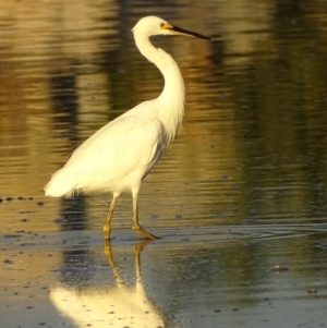 Egretta garzetta at Batemans Bay, NSW - 3 Apr 2019 06:39 PM