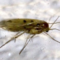 Mycetophilidae (family) (A fungus gnat) at Ainslie, ACT - 18 May 2018 by jbromilow50