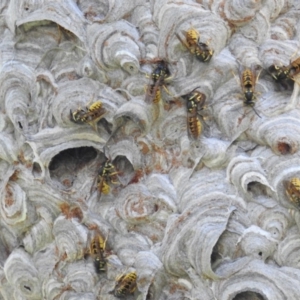 Vespula germanica at Acton, ACT - 9 Apr 2019