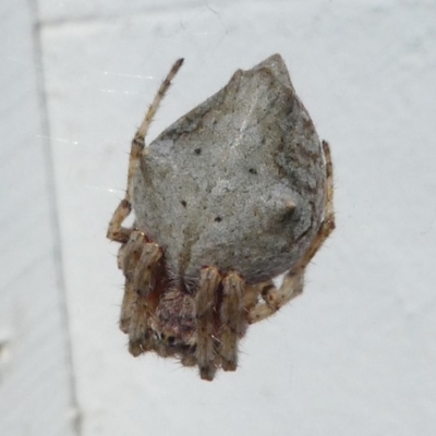 Araneidae (family) (Orb weaver) at Barunguba (Montague) Island - 19 Mar 2019 by HarveyPerkins