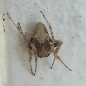 Araneidae (family) at Undefined, NSW - 19 Mar 2019 01:04 PM