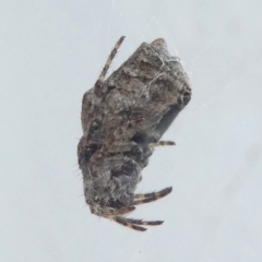 Araneidae (family) at Undefined, NSW - 24 Mar 2019 11:28 AM