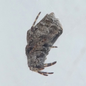 Araneidae (family) at Undefined, NSW - 24 Mar 2019 11:28 AM