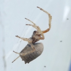 Araneidae (family) at Undefined, NSW - 24 Mar 2019 11:28 AM