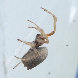 Araneidae (family) at Undefined, NSW - 24 Mar 2019 11:28 AM