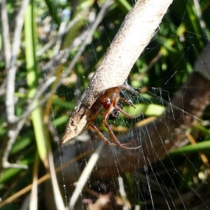 Phonognatha graeffei at Undefined, NSW - 24 Mar 2019 12:40 PM