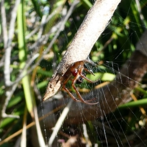 Phonognatha graeffei at Undefined, NSW - 24 Mar 2019 12:40 PM