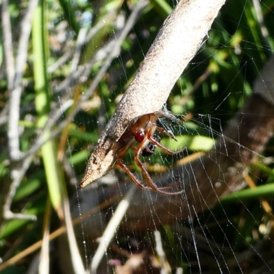 Phonognatha graeffei (Leaf Curling Spider) at Undefined, NSW - 24 Mar 2019 by HarveyPerkins