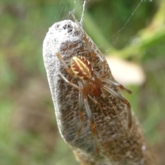 Phonognatha graeffei at Undefined, NSW - 24 Mar 2019