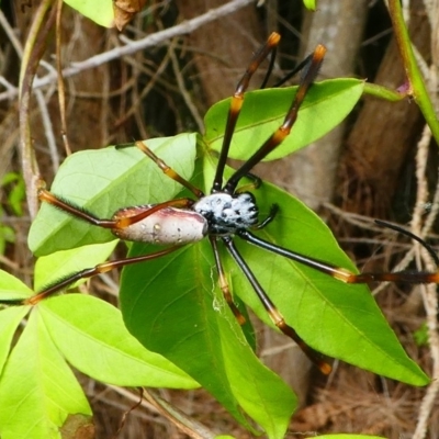 Nephila plumipes (Humped golden orb-weaver) at Barunguba (Montague) Island - 19 Mar 2019 by HarveyPerkins