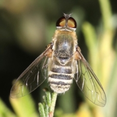 Villa sp. (genus) (Unidentified Villa bee fly) at Mount Ainslie - 11 Feb 2019 by jb2602