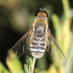 Villa sp. (genus) (Unidentified Villa bee fly) at Ainslie, ACT - 11 Feb 2019 by jbromilow50