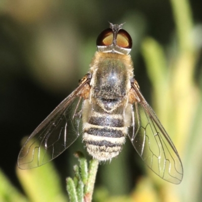 Villa sp. (genus) (Unidentified Villa bee fly) at Ainslie, ACT - 11 Feb 2019 by jb2602