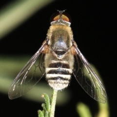 Villa sp. (genus) at Ainslie, ACT - 11 Feb 2019