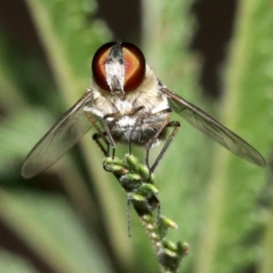 Villa sp. (genus) at Ainslie, ACT - 11 Feb 2019