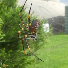 Nephila plumipes (Humped golden orb-weaver) at Undefined, NSW - 21 Mar 2019 by HarveyPerkins