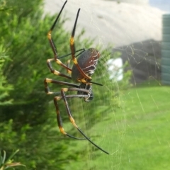 Nephila plumipes (Humped golden orb-weaver) at Undefined, NSW - 20 Mar 2019 by HarveyPerkins