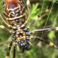 Trichonephila plumipes at Undefined, NSW - 21 Mar 2019 10:19 AM