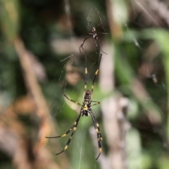 Nephila plumipes (Humped golden orb-weaver) at Undefined, NSW - 26 Mar 2019 by HarveyPerkins